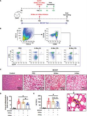 Activated Neutrophils Secrete Chitinase-Like 1 and Attenuate Liver Inflammation by Inhibiting Pro-Inflammatory Macrophage Responses